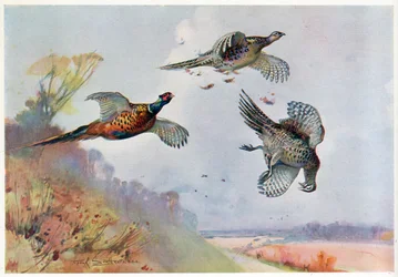 Fagiani alti, illustrazione da 
