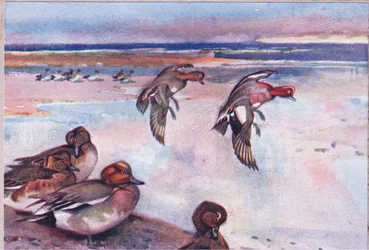 Alzavole, illustrazione da Wild Nature & Country Life pubblicata da Hodder & Stoughton, c.1910