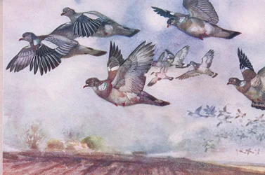 Piccioni Selvatici in Volo, illustrazione da Wild Nature & Country Life pubblicata da Hodder & Stoughton, c.1910