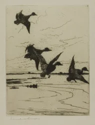 Anatre in Atterraggio