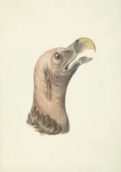 Testa di un avvoltoio orecchiuto (Otogyps auricularis Daud)
