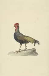 Gallina di Sonnerat