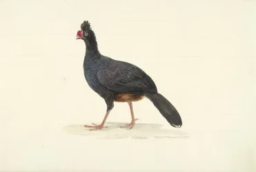 Uccello corridore nero con becco rosso corto e spesso