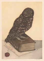 Gufo seduto su un libro
