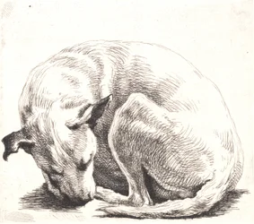 Prova di lastra: Un cane
