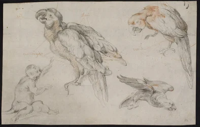 Foglio di Studio con Pappagalli e Scimmia