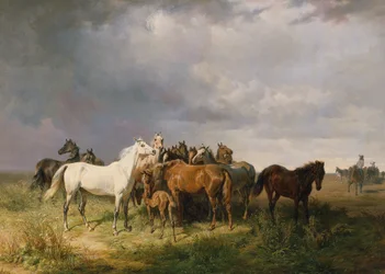 Cavalli nella Puszta