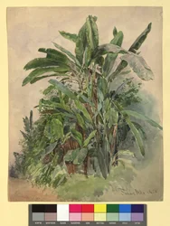 Schönbrunn - Studio di piante
