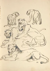 Sei puma