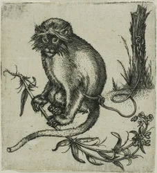 Una scimmia incatenata