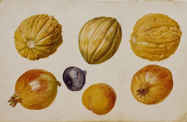 Studi di frutta