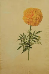 Fioritura di Tagetes