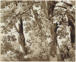 Alberi con fitta vegetazione
