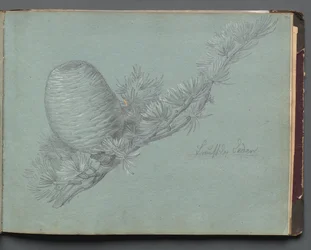 Album con Vedute di Roma e Dintorni, Studi di Paesaggio, pagina 49a: Studio di un Ramo Sempreverde con Pigna