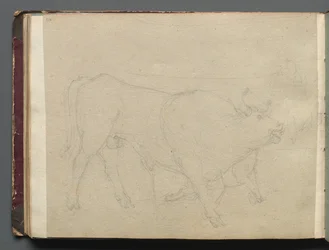 Studio di un toro
