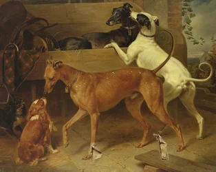 I cani di Kruger, 1855