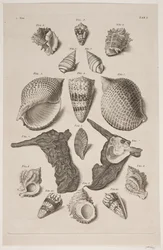 Tavola con conchiglie. Tavola 1.