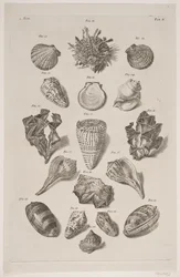Tavola con conchiglie. Tavola 2.