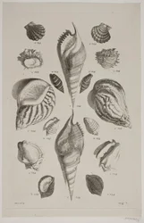 Tavola con conchiglie. Tavola 7.