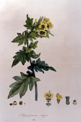 Da "Flora Monacensis" di F. De Paola De Schrank. Monaco 1816