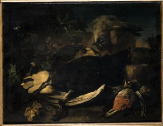Uccelli morti