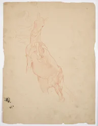 Studi di un cavallo che si alza
