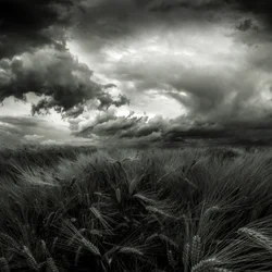 Campo di grano in tempesta