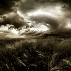 Campo di grano in tempesta