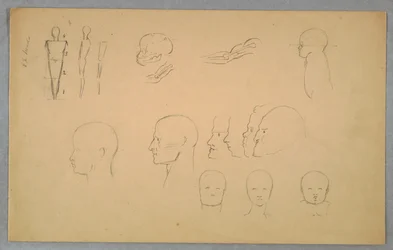 Studi Anatomici
