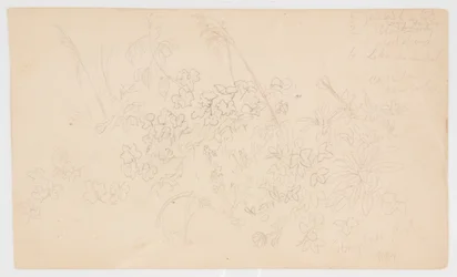 Schizzi Botanici