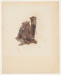 Dromedario accovacciato