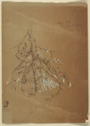 Disegno, un sempreverde nodoso, Grand Manan, Canada, agosto 1851
