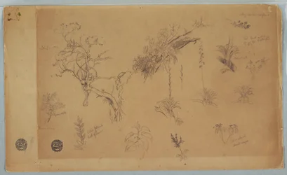 Disegno, Gruppo di tredici studi botanici dalla Colombia o dall