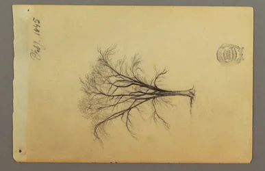 Disegno, Un albero senza foglie, febbraio 1845
