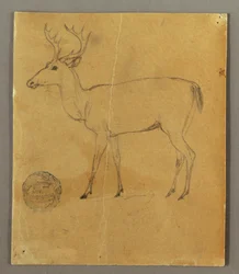 Disegno, Cervo in piedi, 1850 ca.