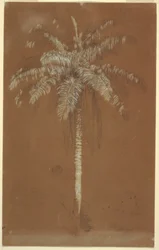 Disegno, Palma di Abaye, Monte Salus, Giamaica, giugno 1865