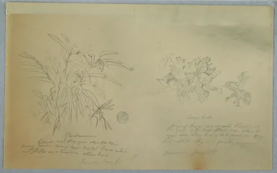 Disegno, studi sulla radice di freccia e sul cardamomo, Giamaica, giugno 1865