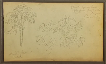 Disegno, Schizzi botanici, 1857