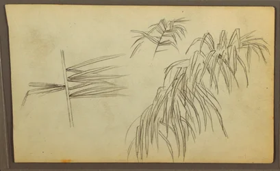 Disegno, Schizzi botanici, 1857