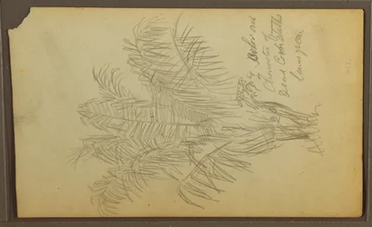 Disegno, Schizzi botanici, 1857