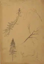 Disegno, Schizzi botanici, 1888