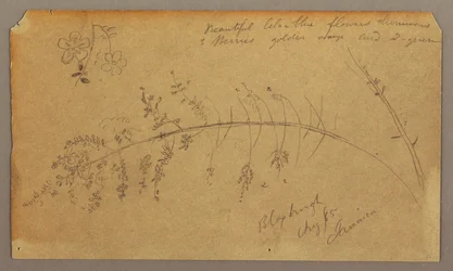 Disegno, schizzi botanici, agosto 1865