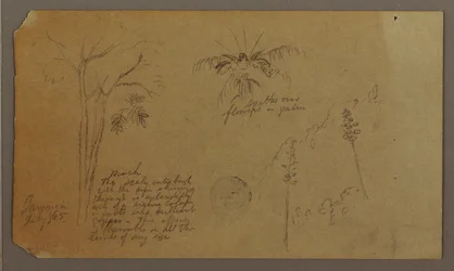 Disegno, schizzi botanici, luglio 1865