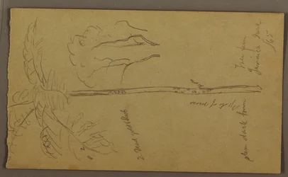 Disegno, Schizzi botanici, giugno 1865