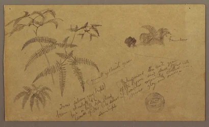 Disegno, schizzi botanici, maggio-agosto 1865
