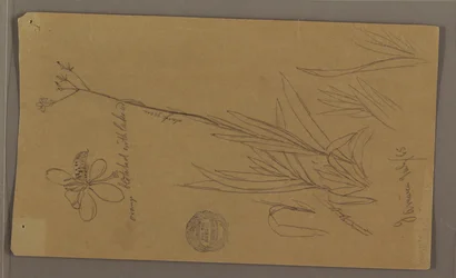 Disegno, schizzi botanici che mostrano dettagli di una pianta, Giamaica, luglio 1865