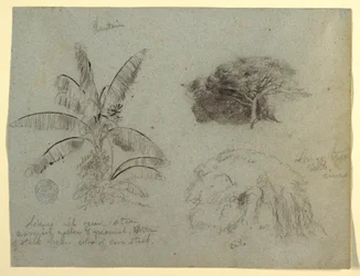 Disegno, Schizzi botanici, Sud America, maggio 1853 