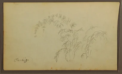 Disegno, Schizzi botanici; verso: Schizzi botanici, 1857