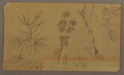 Disegno, schizzi botanici; verso: nuvole, luglio 1865