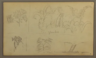 Disegno, schizzi botanici; verso: lucertola, palma, 1857